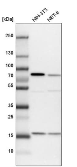 SH3PX1 Antibody, Novus Biologicals 0.1mL; Unlabeled:Antibodies, Polyclonal